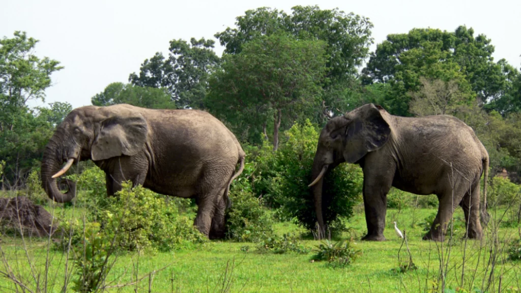 mole-national-park-tour