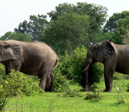 mole-national-park-tour